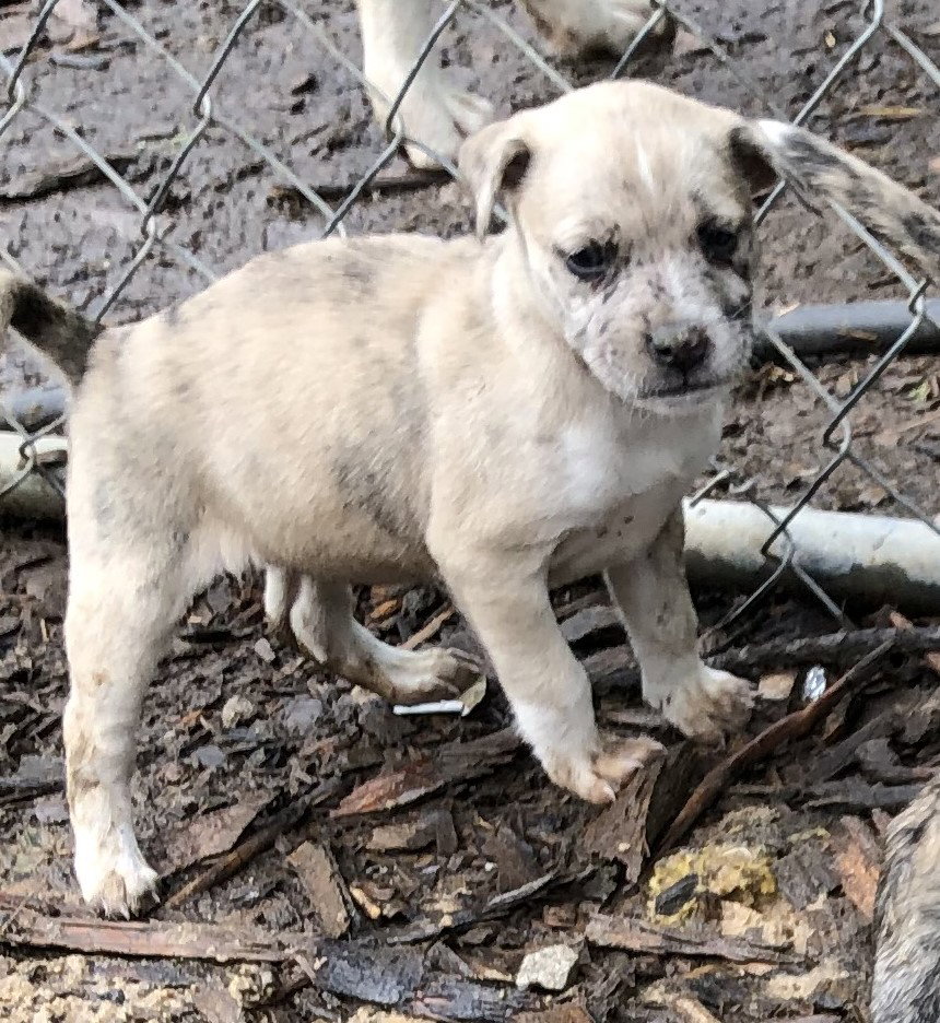 Dog for Adoption Zoe, a Husky in Van Buren County, TN Alpha Paw