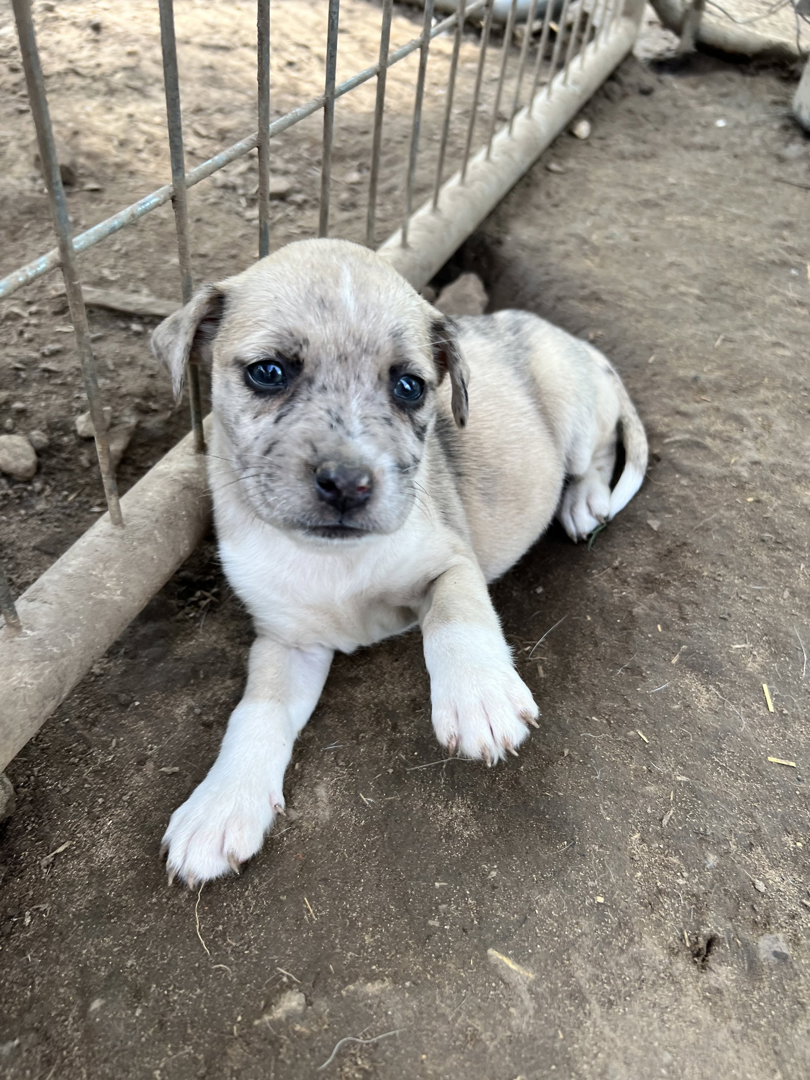Dog for Adoption Zoe, a Husky in Van Buren County, TN Alpha Paw