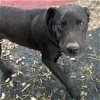 adoptable Dog in tracy city, TN named Lil Mac