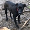 adoptable Dog in tracy city, TN named Max