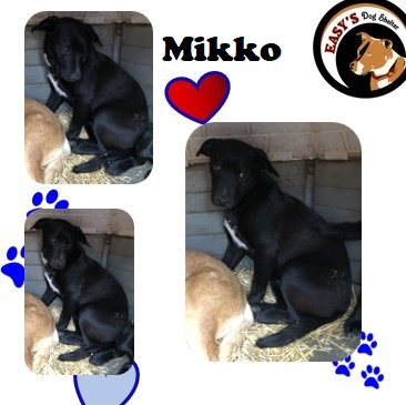adoptable Dog in Tracy City, TN named Mikko