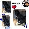 adoptable Dog in  named Mikko