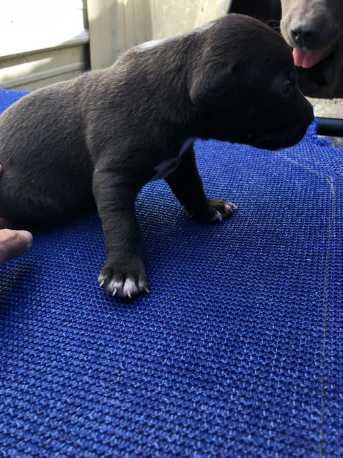 Dog for Adoption - Sugar, a Black Labrador Retriever in East Cleveland, TN