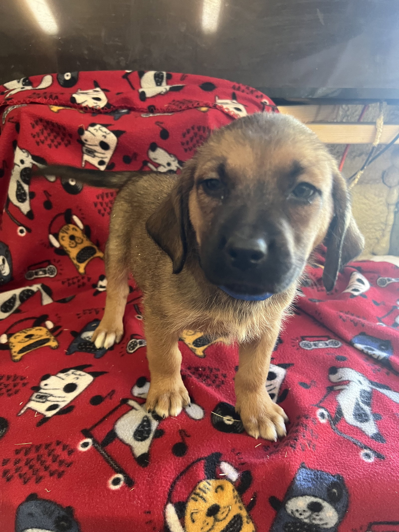 Dog for Adoption Emily, a German Shepherd Dog in Soddy Daisy, TN Alpha Paw