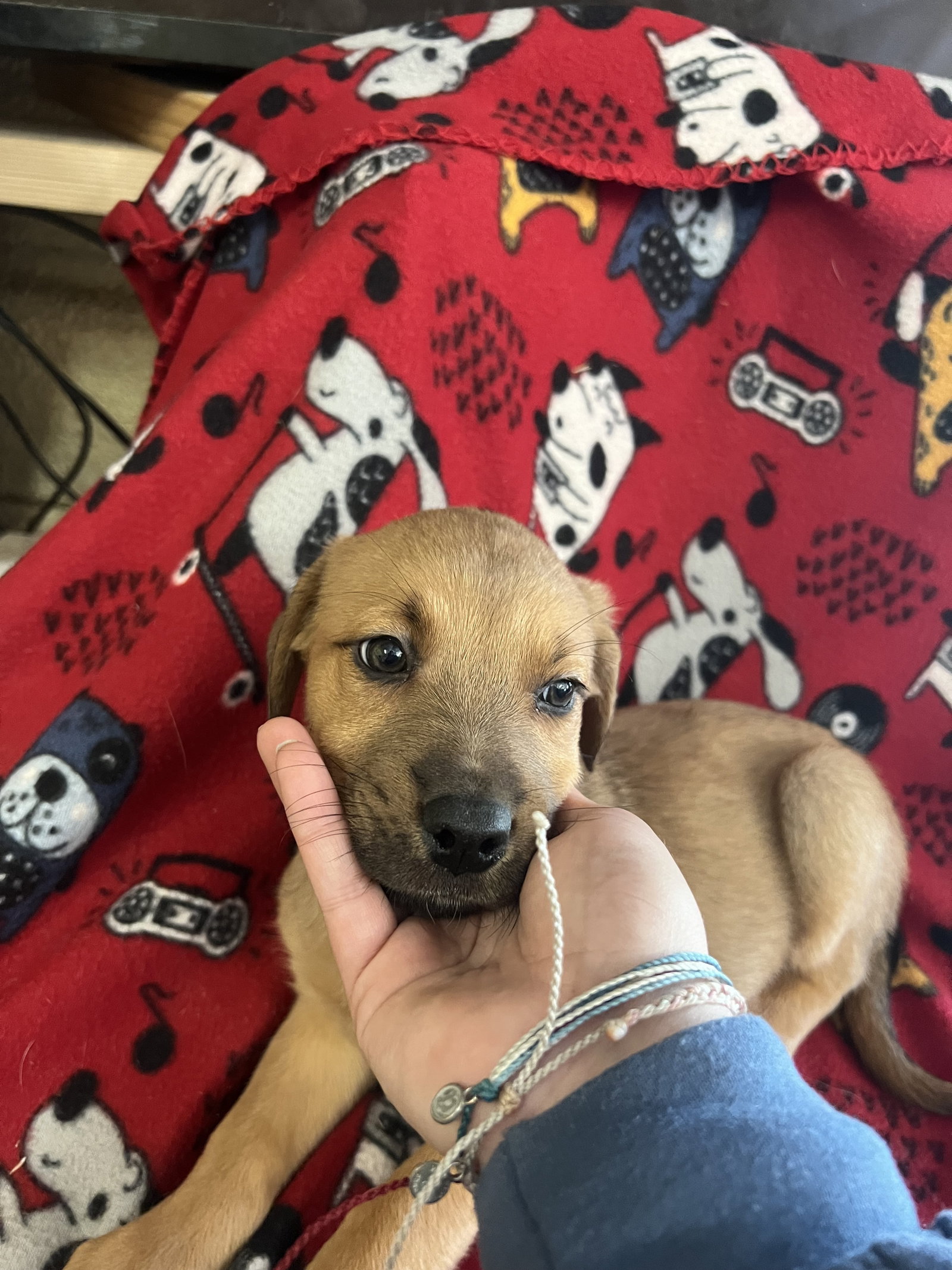 Dog For Adoption Essie A German Shepherd Dog In Red Bank TN Alpha Paw dog-for-adoption-essie-a-german-shepherd-dog-in-red-bank-tn-alpha-paw