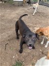 adoptable Dog in , TN named Star