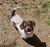 adoptable Dog in tracy city, TN named Halo