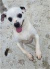 adoptable Dog in tracy city, TN named Jax