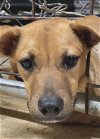 adoptable Dog in tracy city, TN named Lane