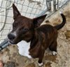 adoptable Dog in tracy city, TN named Leno