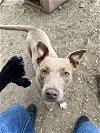 adoptable Dog in tracy city, TN named Mechanic