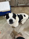 adoptable Dog in , TN named Rainey