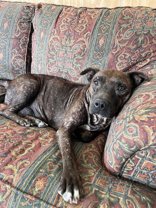 EMBER - Staffordshire Bull Terrier available for adoption