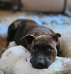 Ember - Photo 3