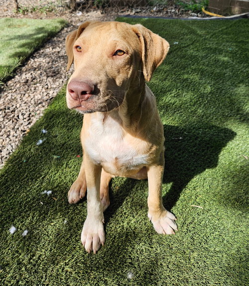 CADE - Labrador Retriever / Boxer available for adoption