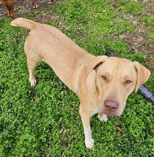 CADE - Labrador Retriever / Boxer available for adoption