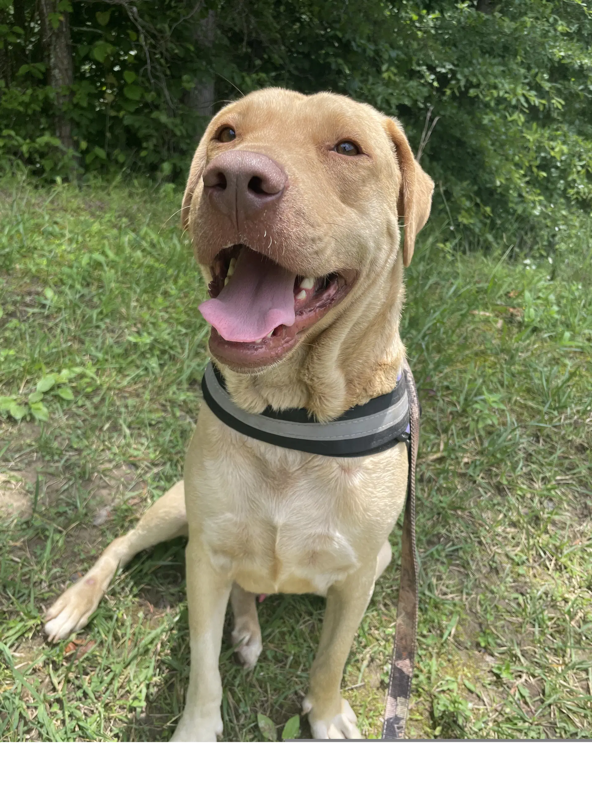 Cade - Labrador Retriever