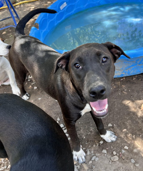 CORINA - Labrador Retriever / Boxer available for adoption