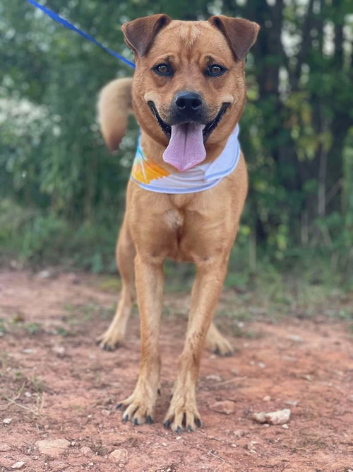 SERENA - Shepherd available for adoption