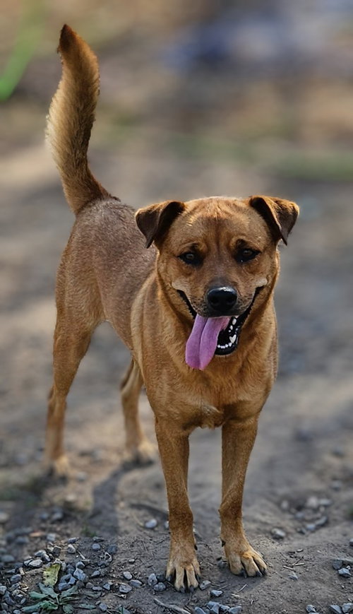 SERENA - Shepherd available for adoption