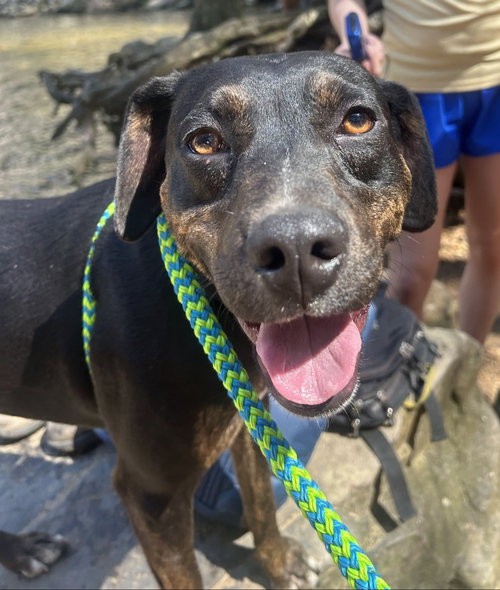 Wasabi, an adoptable Hound in Tracy City, TN
