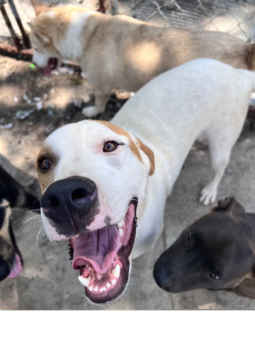 LINUS - Coonhound / Great Pyrenees available for adoption