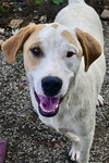 Linus - Photo 3