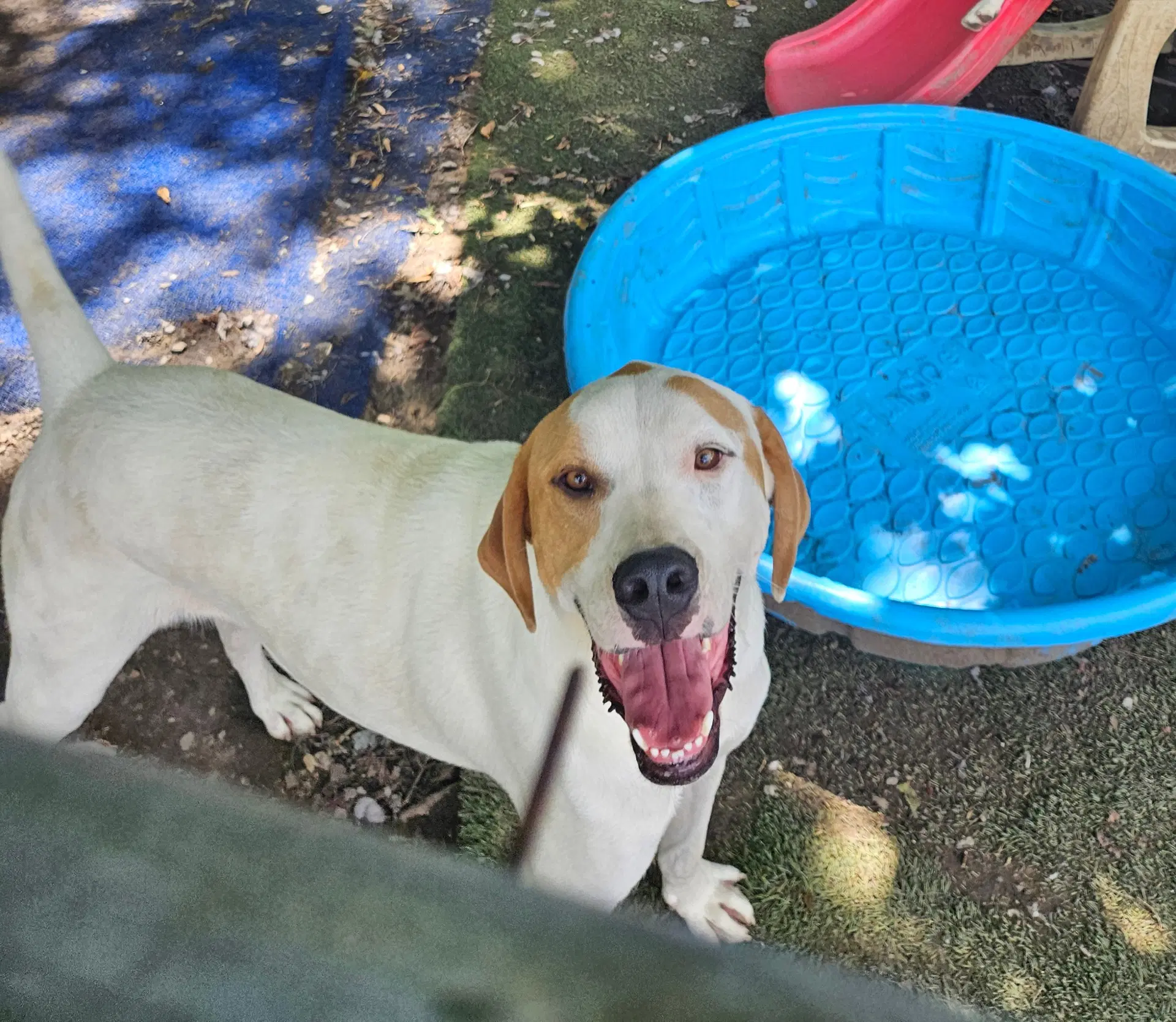 Linus - Coonhound