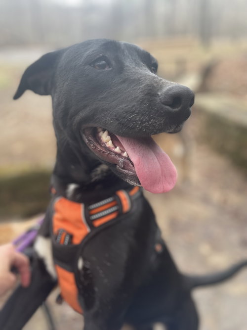 JOSIE - Staffordshire Bull Terrier available for adoption