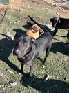 Josie - Photo 2
