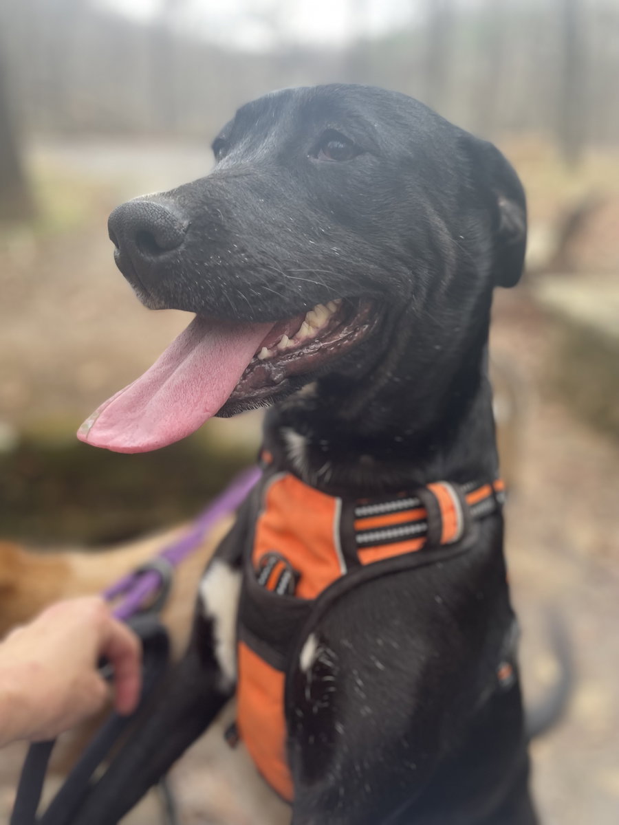 Josie