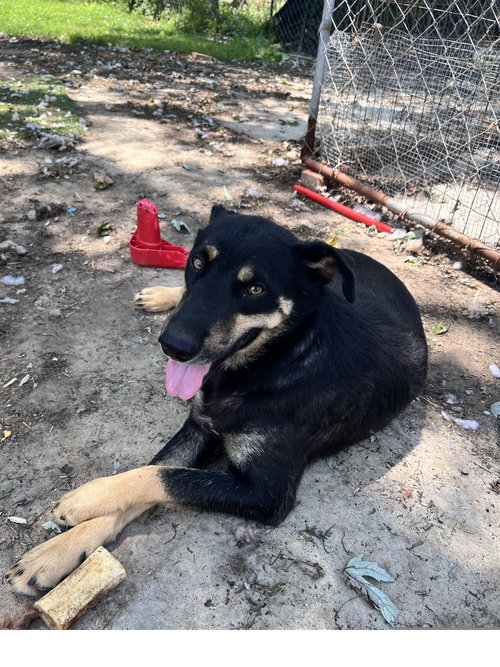 HOWARD - Husky / Shepherd available for adoption