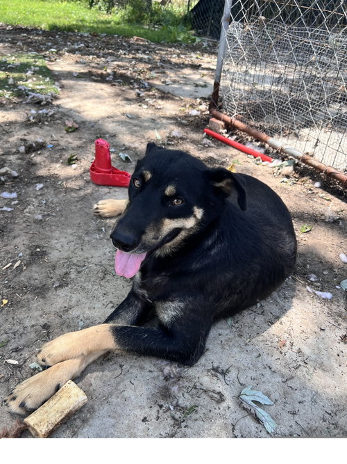 HOWARD - Husky / Shepherd available for adoption