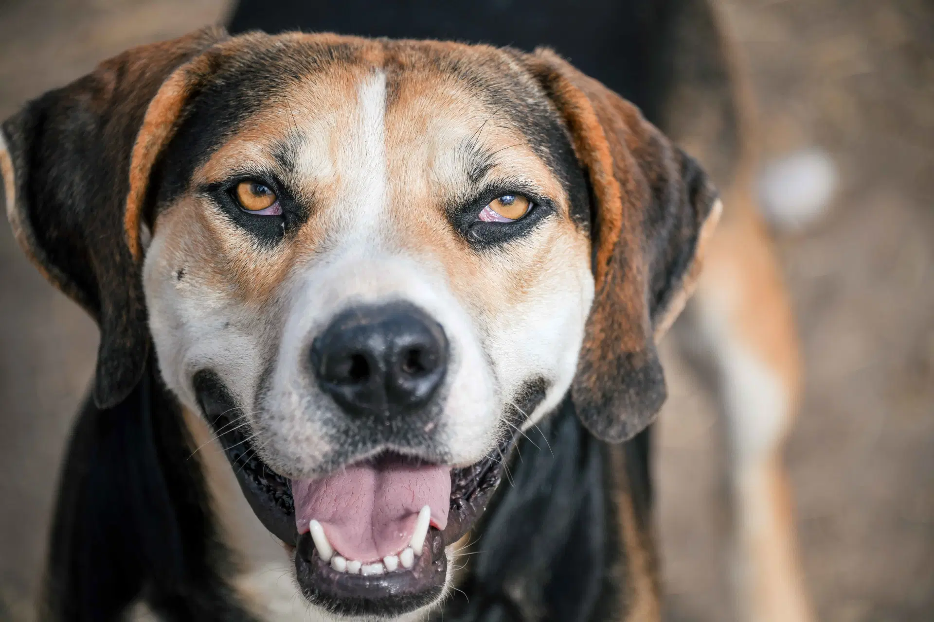 Roscoe - Hound