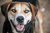 Roscoe - Photo 1