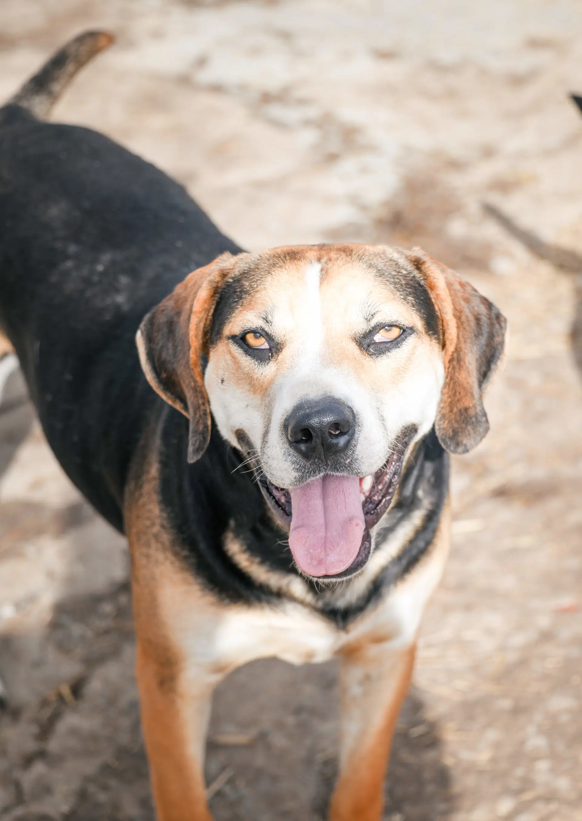 Roscoe image 2