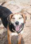 Roscoe - Photo 2
