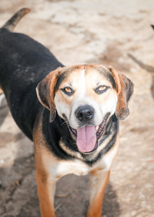 ROSCOE - Hound / Labrador Retriever available for adoption