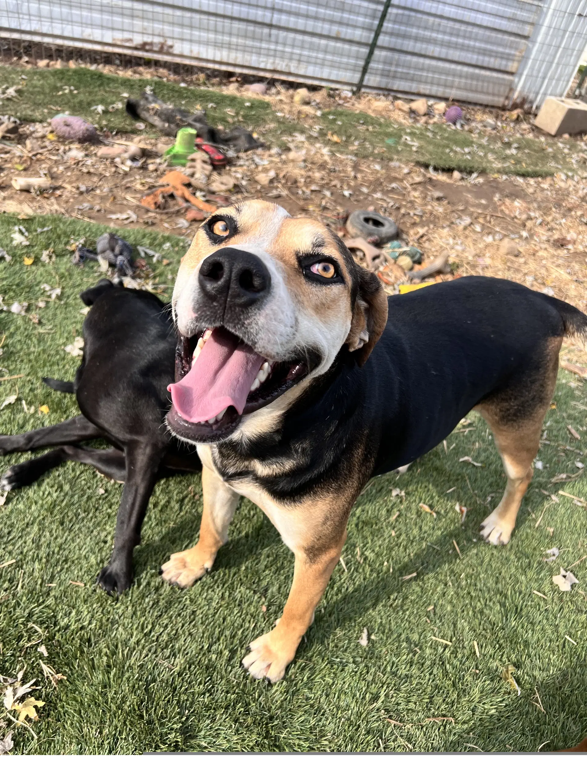 Roscoe image 3