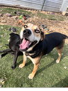 Roscoe - Photo 3