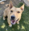Daisy - Photo 1