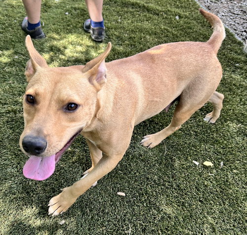 DAISY - Carolina Dog / Staffordshire Bull Terrier available for adoption