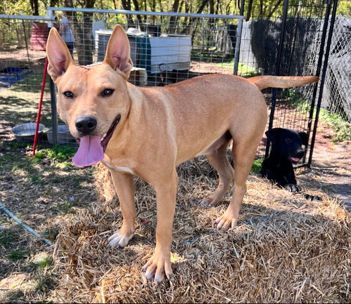 Photo 3 of Daisy