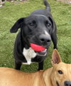 Banjo - Photo 1