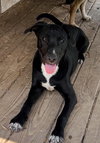 Banjo - Photo 2
