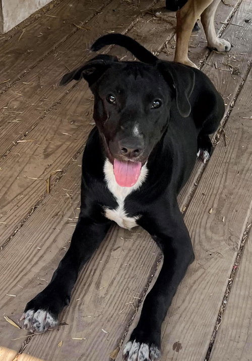 BANJO - Labrador Retriever available for adoption