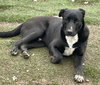 Banjo - Photo 3