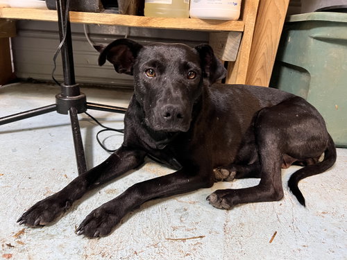 WHISPER - Labrador Retriever available for adoption
