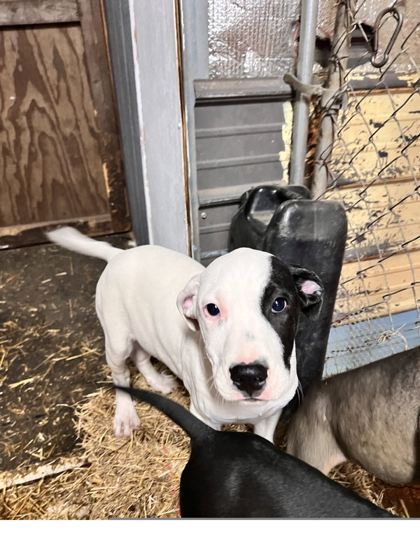 Gus