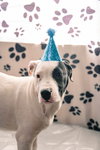Gus - Photo 1